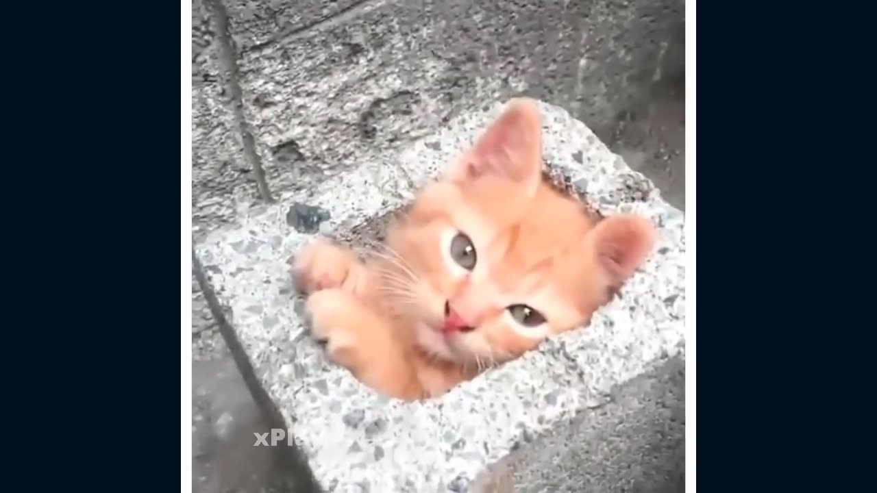 Cute Kitty!