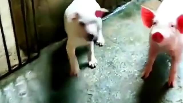 Is it a pig or a dog