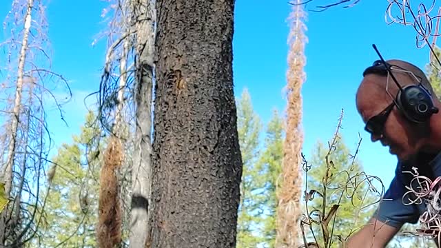 Cleaning up the forest one tree at a time