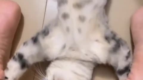 Cat funny video clips 😂😂😂