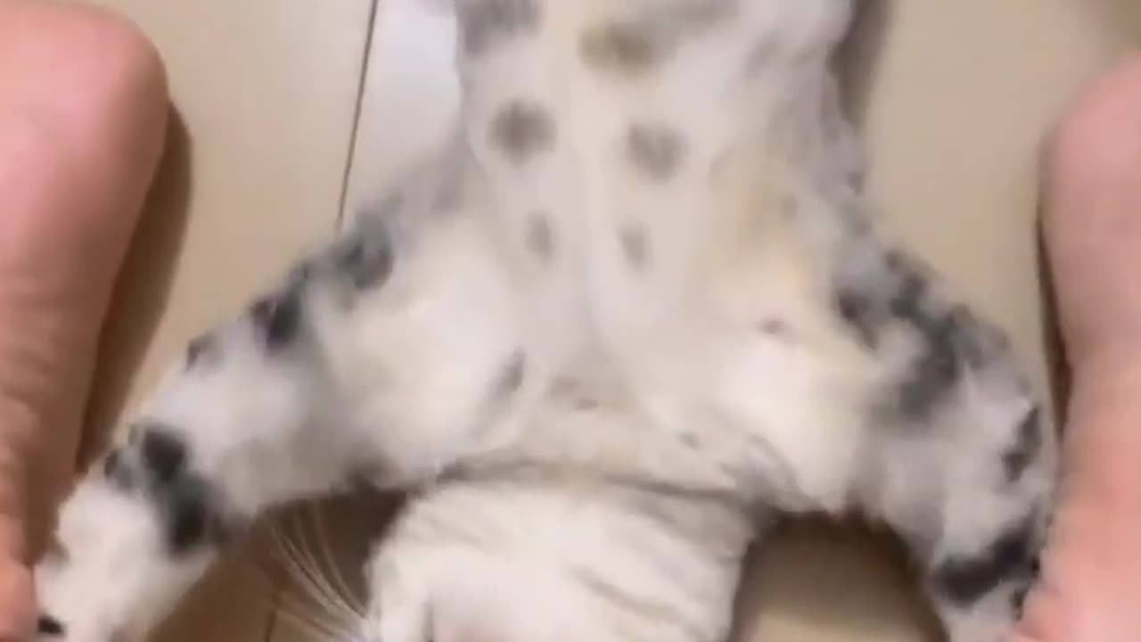 Cat funny video clips 😂😂😂