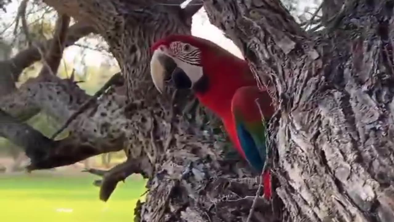 Lovely Macaw Parrots 🦜