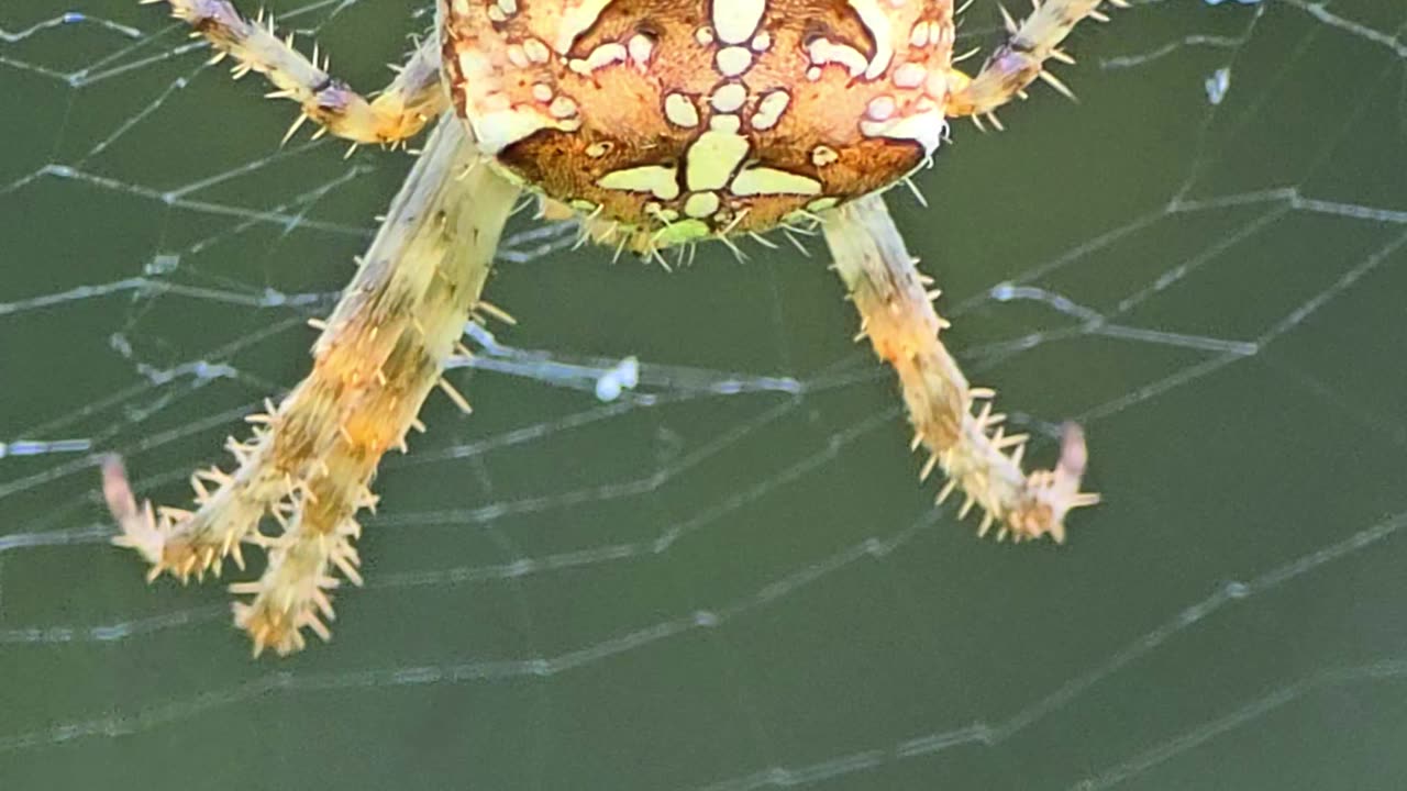 Spider by the river