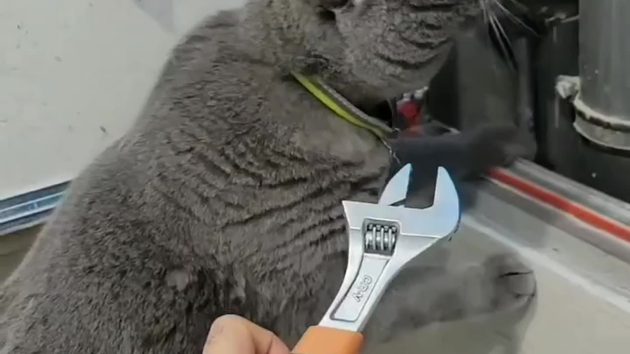 Mechanical Cat