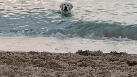 Golden Waits In The Waves