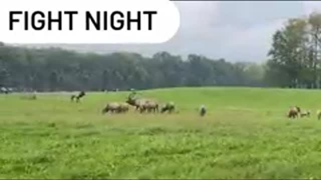 Animal fights: Two Elk go at it