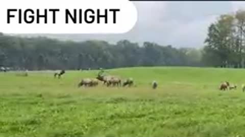 Animal fights: Two Elk go at it