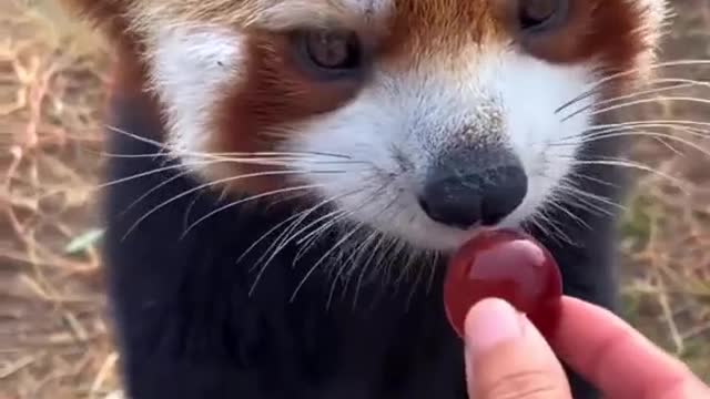 RED PANDA EATING GRAPES!