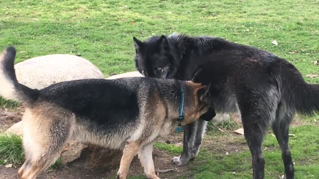 A HUGE Wolf-dog Scares a German Shepherd