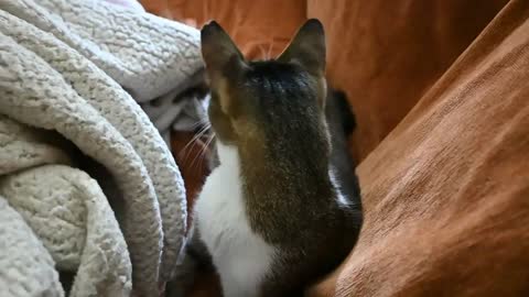 Cat Comes Out of Her Blanket World to Make Some Biscuits!