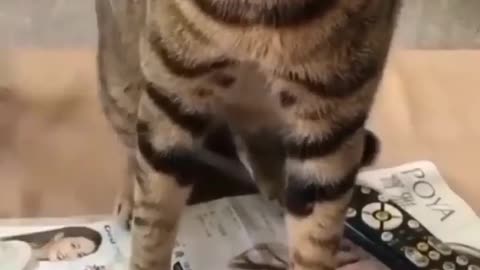 Funny cat