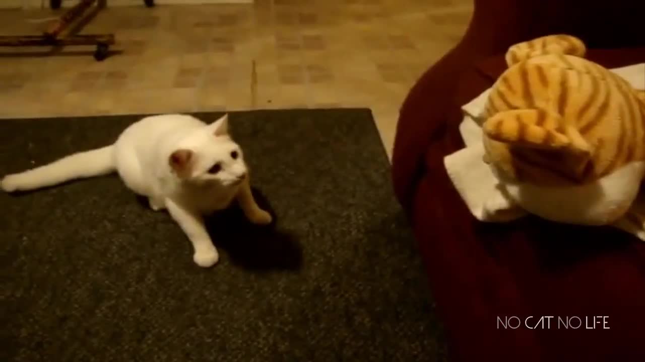 Scaredy Cats Compilation