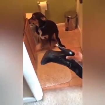 ASK YOUR DOG WHO DID IT.mp4
