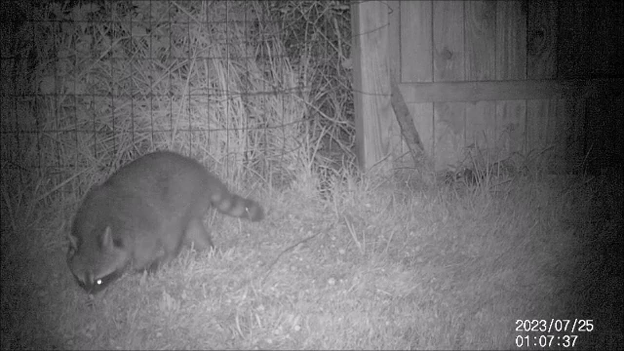 Backyard Trail Cams - Raccoon