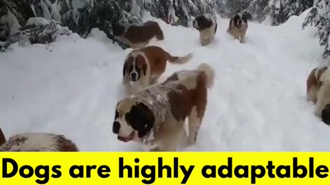 Variety of Environments #dogfacts