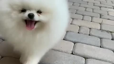 Funny animal -funny cat /dog - funny animal vedios 274