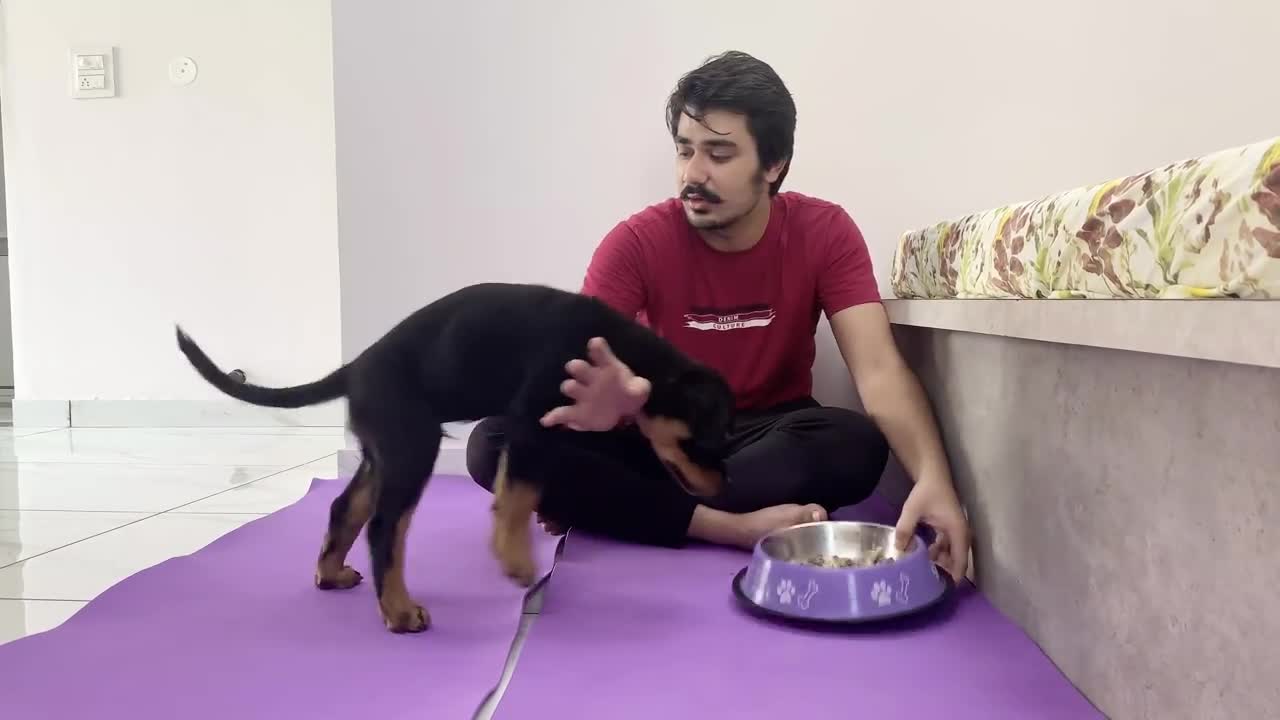 HOW TO TRAIN YOUR PUPPY FOR FOOD DISCIPLINE | 3 MONTHS OLD ROTTWEILER PUPPY TRAINING | DOG TRAINING