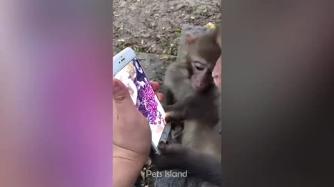 Laugh a Lot With The Funny Moments Of Monkeys