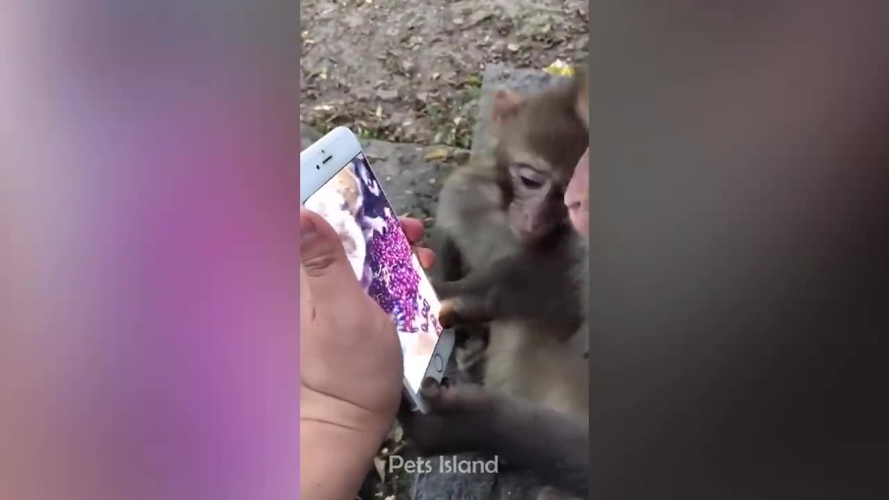 Laugh a Lot With The Funny Moments Of Monkeys