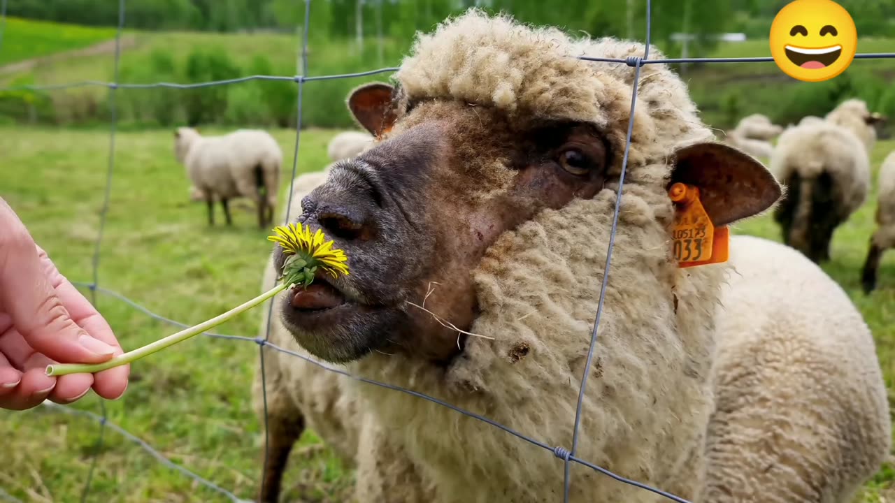 Funny sheep video