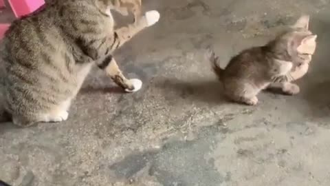 Funny cat