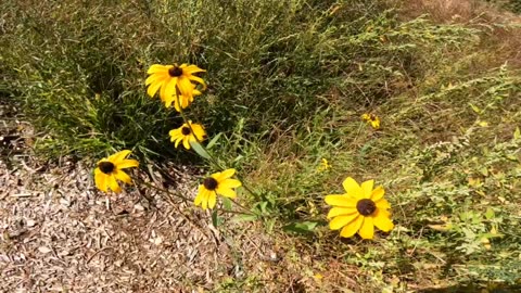 Black-eyed Susans