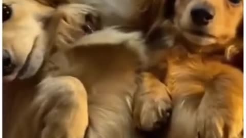 Funny Dogs