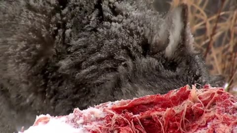 animal comedy video