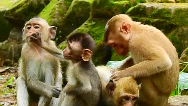 Monkeys funny Videos Cute