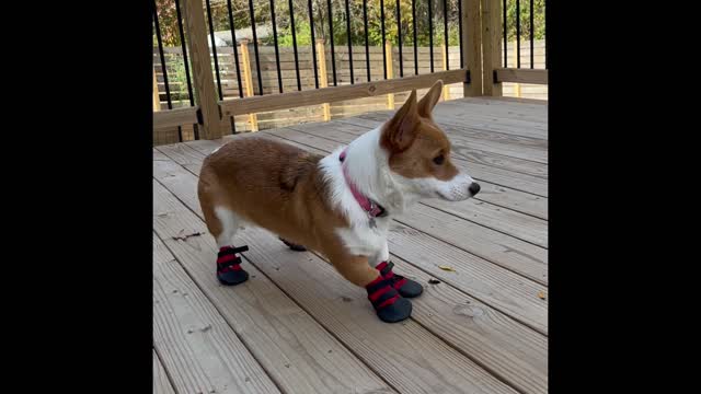 Corgi Pup Tries on Her New Shoes