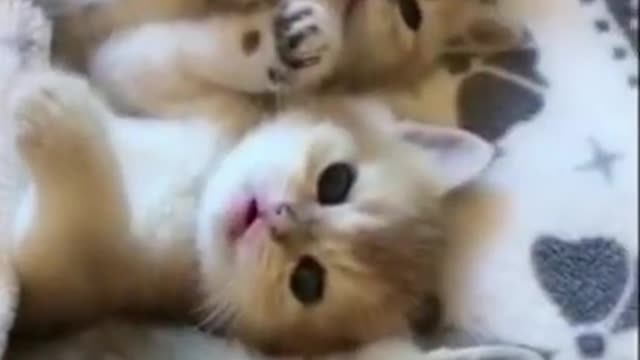 Cute cat