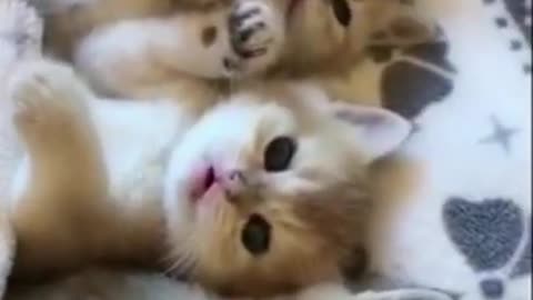 Cute cat