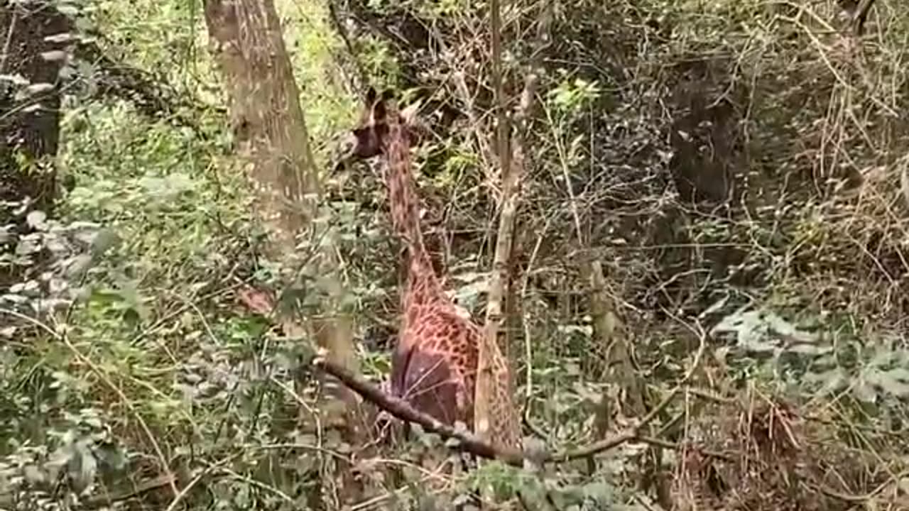 Giraffe rescued from Kloof garden 25042023