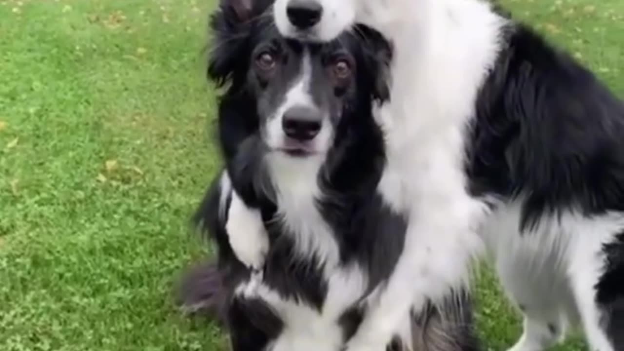 Cute Dogs