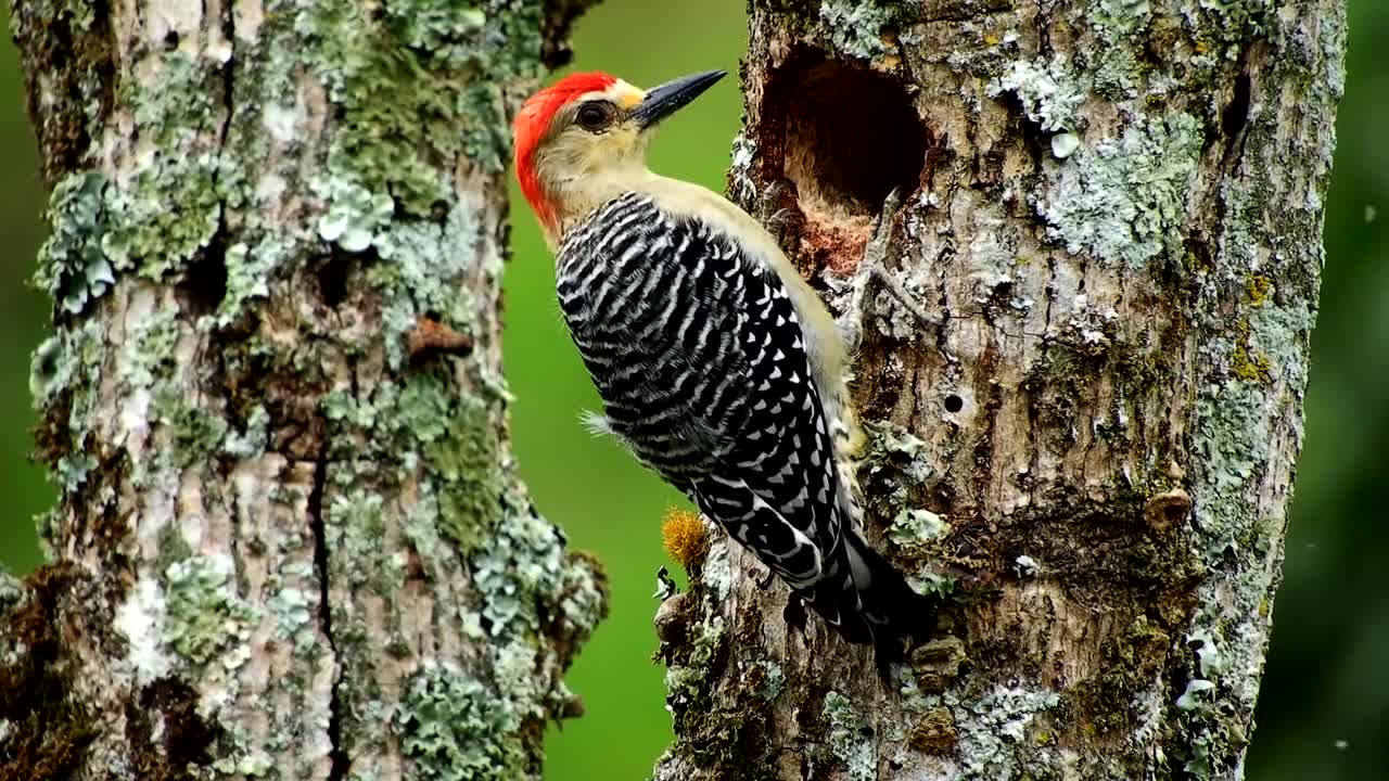 Fauna Bird Carpenter Woodpecker Tree