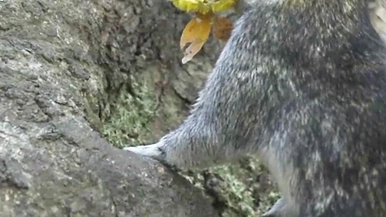 How squirrels store food?😍