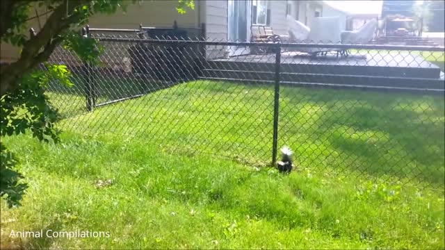 Baby Skunks