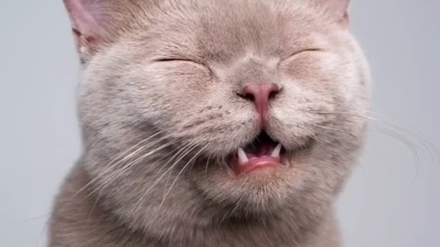 Emoji challenge with kittens 😻 #furryfritz #kittens #britishshorthair #emojichallenge #foryou