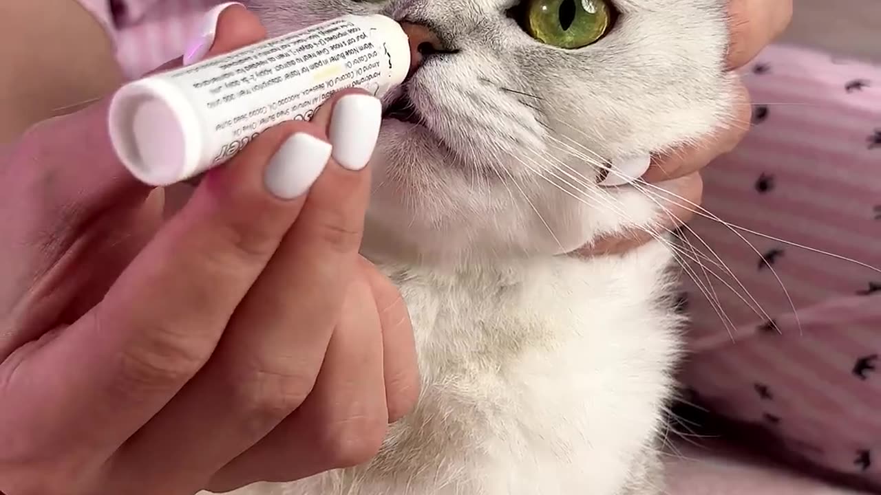 How to clean the ears and eyes of a cat