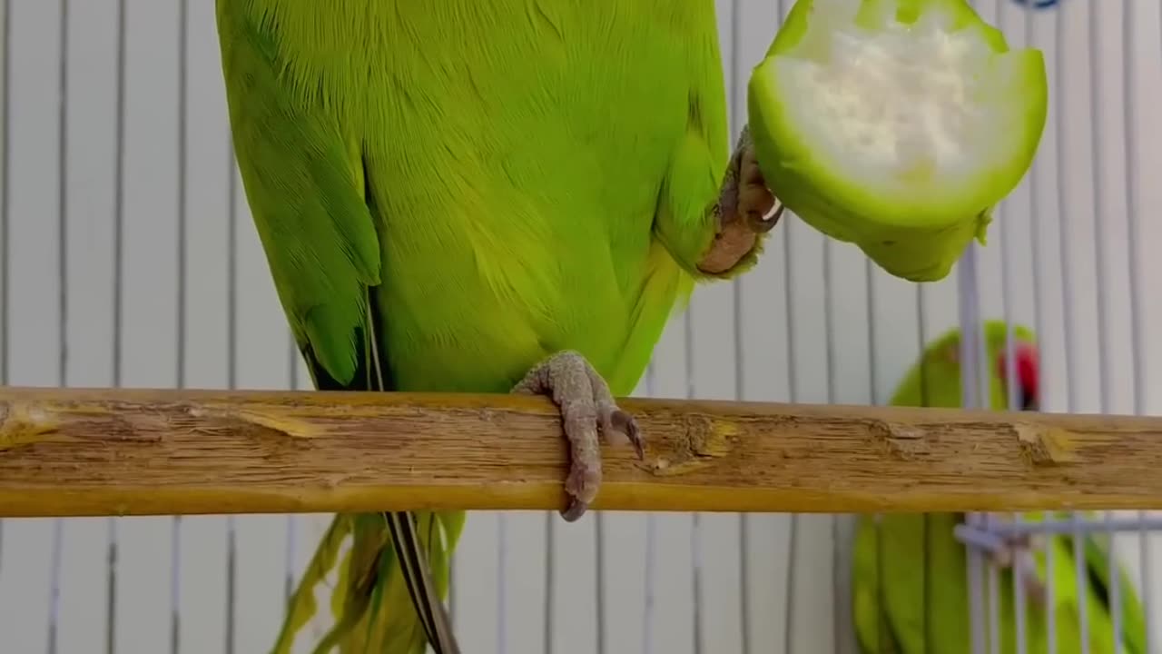 Parrot Talk And Smart