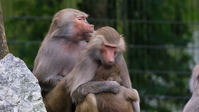 baboon monkey