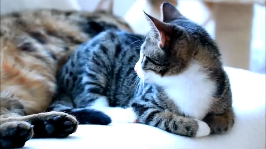 Crazy Kitten vs Adult Cat