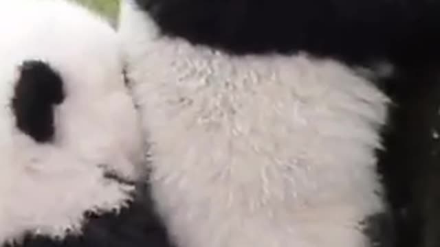 Two cute pandas together play