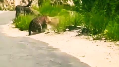 Leopard Attack On Donkey In India.