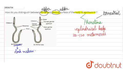 How do en dorsal and ventral surface of the body of earthworm_Cut