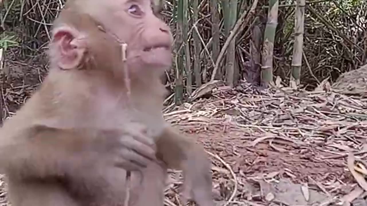 Cute monkey crying