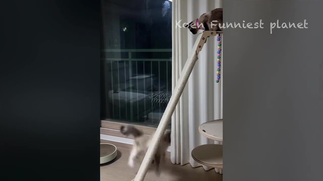 Cat funny moments it is so funny video