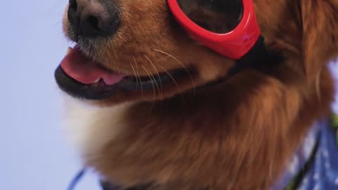 Dog with sunglass