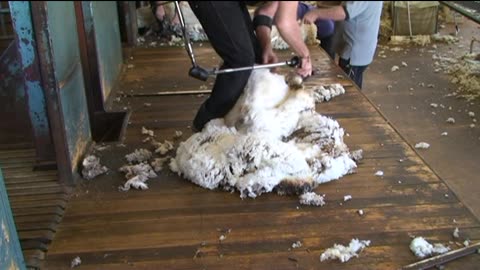Shearing Merino Ewe 2