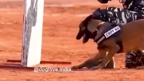 Indian army dogs power